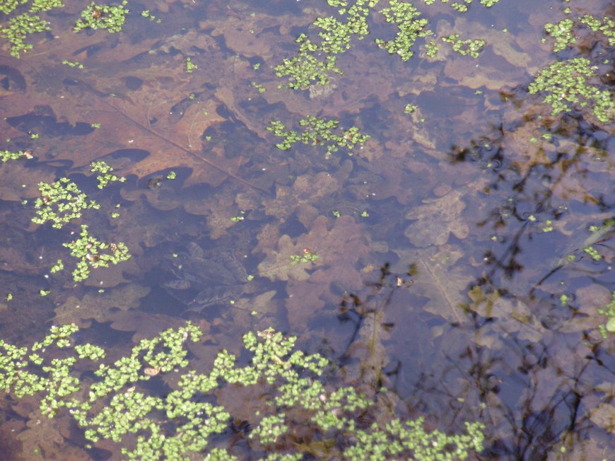 Tipologie di habitat dell''ululone nella collina atesina